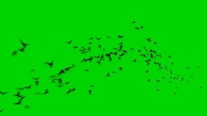 футаж стая птиц на зеленом фоне , хромакей стая птиц.