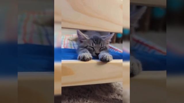 подборка по кисикам