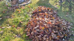 26-10-2025.Дача.Опять подморозило.Собираю листья.(18.10-19.10.25)