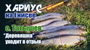 Хариус на Енисее. Остров Татышев. "Деревяшка" уходит в отрыв.
