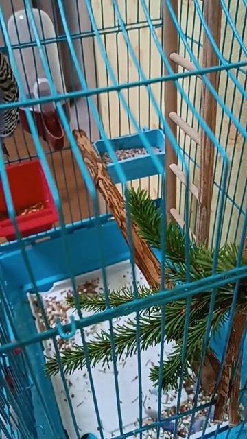 Жёрдочка для волнистого попугая своими руками смотреть онлайн