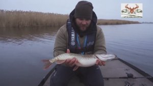 Поклевка щуки осенью на джеркбейт