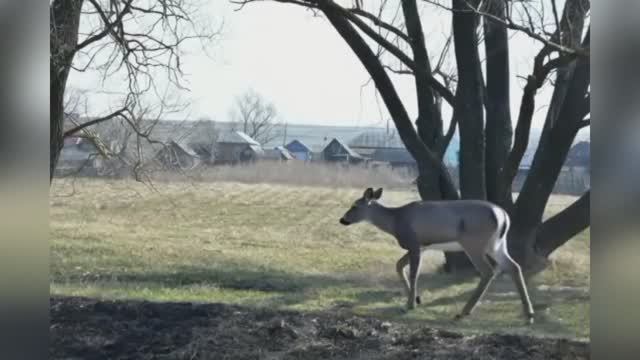 Деревня моя смотреть онлайн