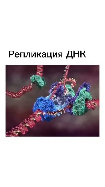 Репликация