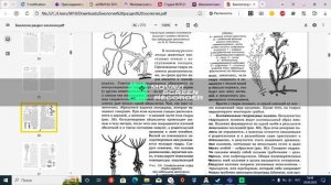 закономерности полового и бесполого размножения у всех групп животных