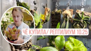 Что купила на Рептилиуме? Посадка мини орхидей на блок