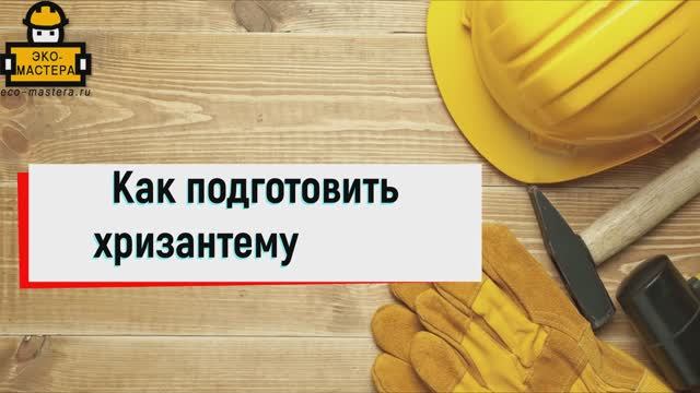 Как подготовить хризантему к зиме смотреть онлайн