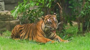 САМАЯ НЕЖНАЯ МУЗЫКА ДЛЯ ДУШИ.ЭТО ОЧЕНЬ КРАСИВАЯ, БЕСПОДОБНАЯ МУЗЫКА