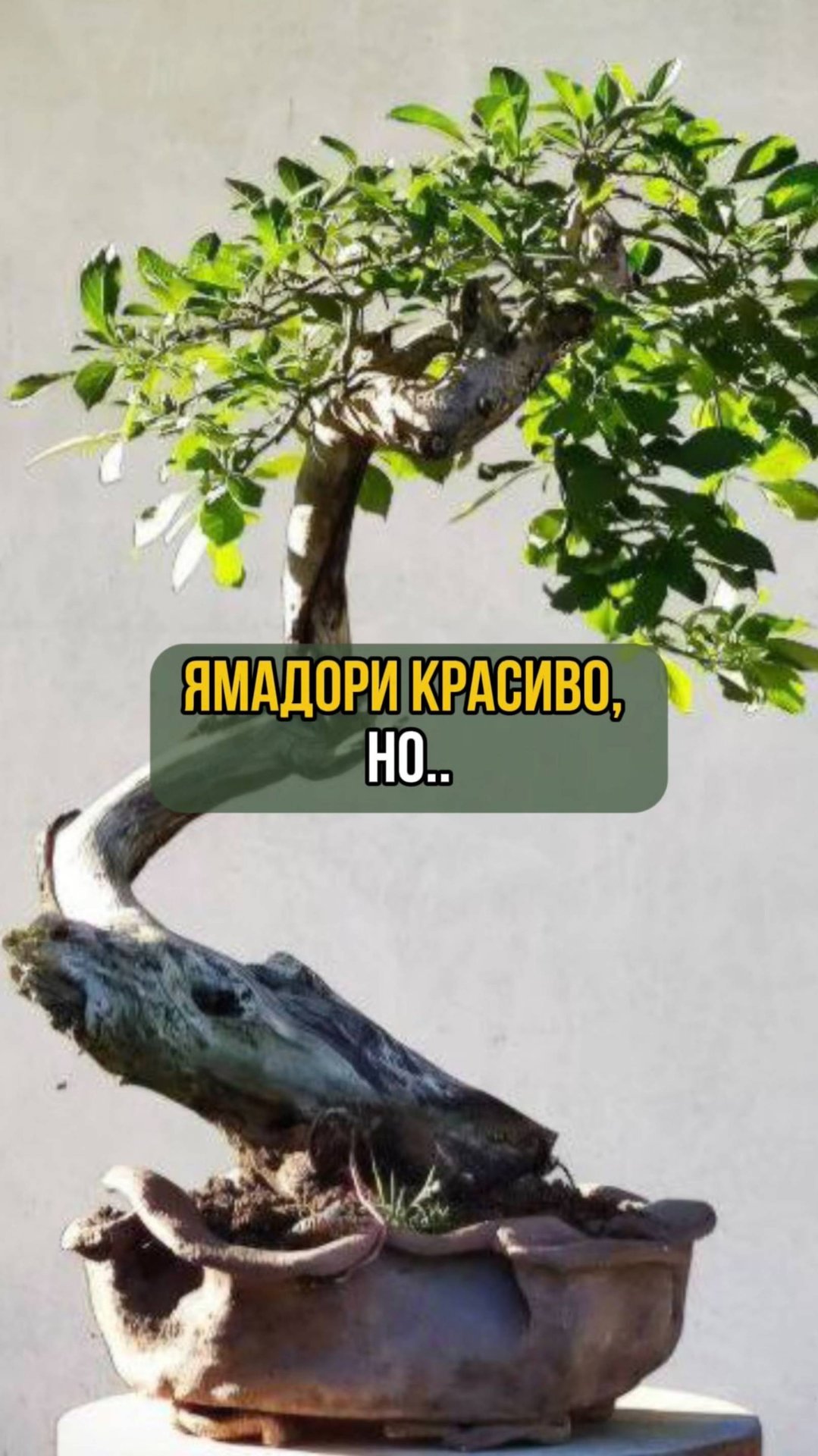 Ямадори красиво...но смотреть онлайн