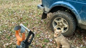 КАК с СОБАКОЙ мы ГУЛЯЛИ и ЛАТУНЬ НАСОБИРАЛИ