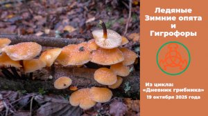 Ледяные Зимние опята и Гигрофоры. Дневник грибника 19 октября 2025 года.
