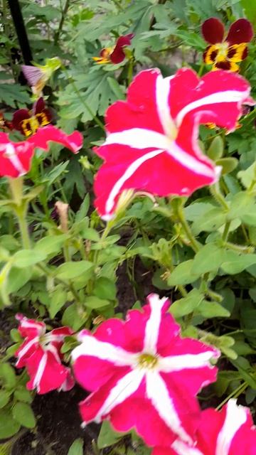 Петуния грандифлора Галактика F1 Розовая. смотреть онлайн