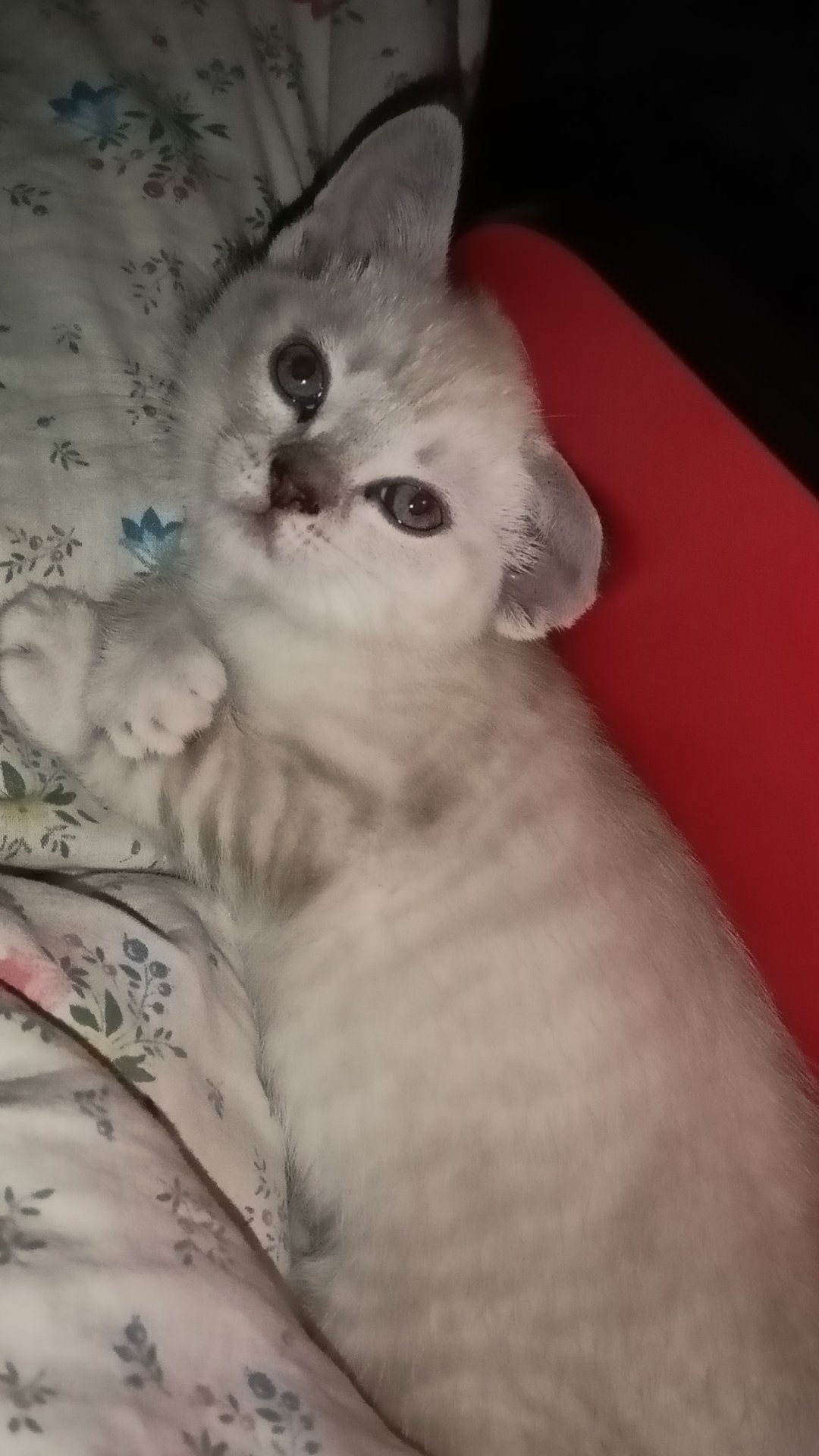 котику сделали узи. смотреть онлайн