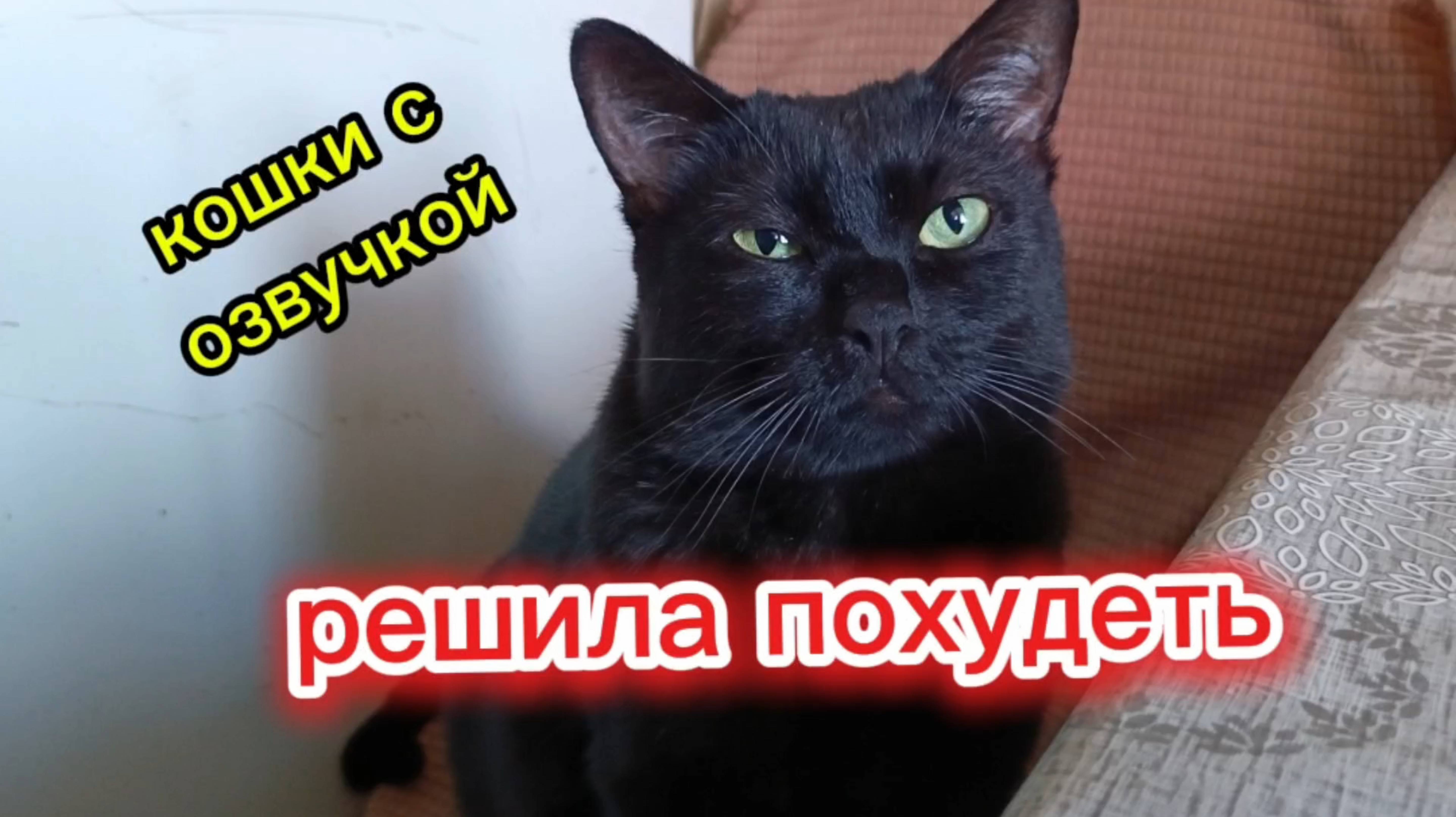 Кошки с озвучкой. смотреть онлайн