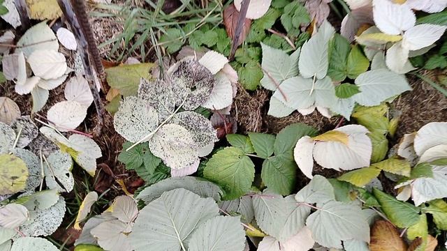 Принудительно срезаю листья малины - сажистый грибок? Октябрь 2025 смотреть онлайн