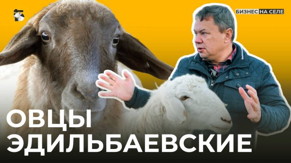 15-килограммовый курдюк, солнечная энергия в овчарне и роддом для ягнят. Бизнес на овцах