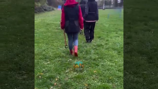 В Европе появился новый тренд «хоббидоггинг» — когда люди выгуливают невидимых собакВ рамках "нового смотреть онлайн