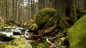 Relax video 41 / Ручей. Звуки природы.