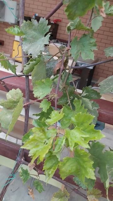 Сентябрь, виногрда нет...