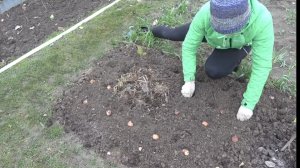 6 соток 22 октября 2025 года. 1 часть. тюльпаны