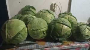 Лучше этого сорта капусты не найти.