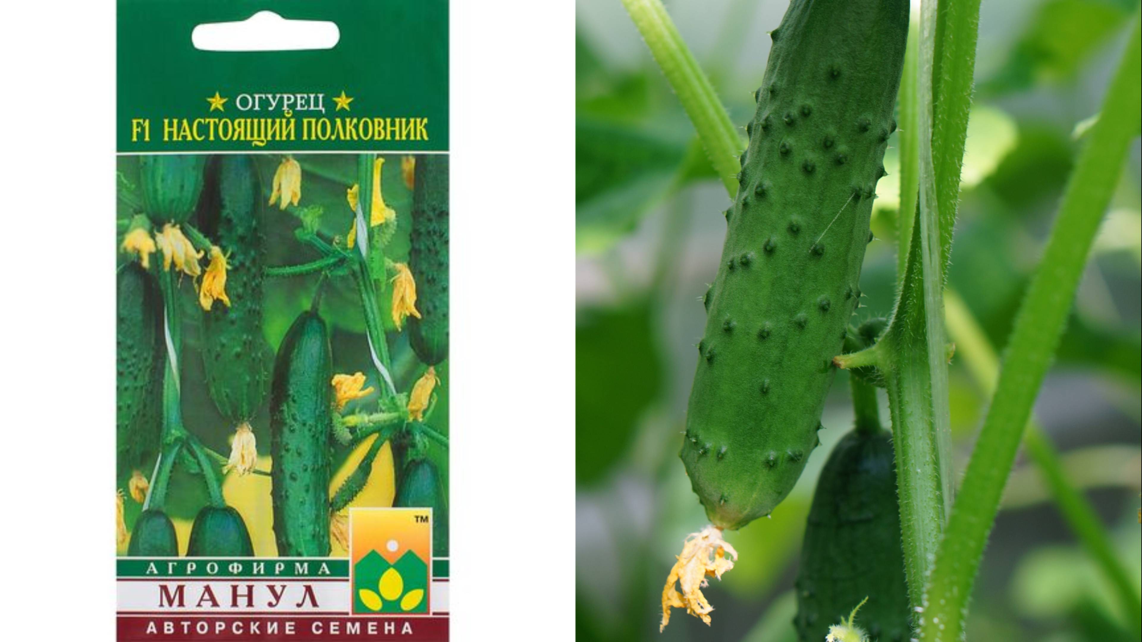 3 огурца, которые обязательно посажу в следующем сезоне! смотреть онлайн