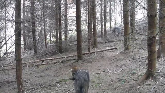 🐺🐺🐺 видео фото ловушки смотреть онлайн