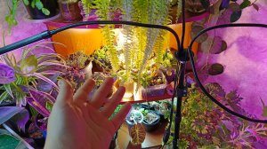 100 растений на 1 кв.м