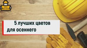 5 цветов для осеннего цветника