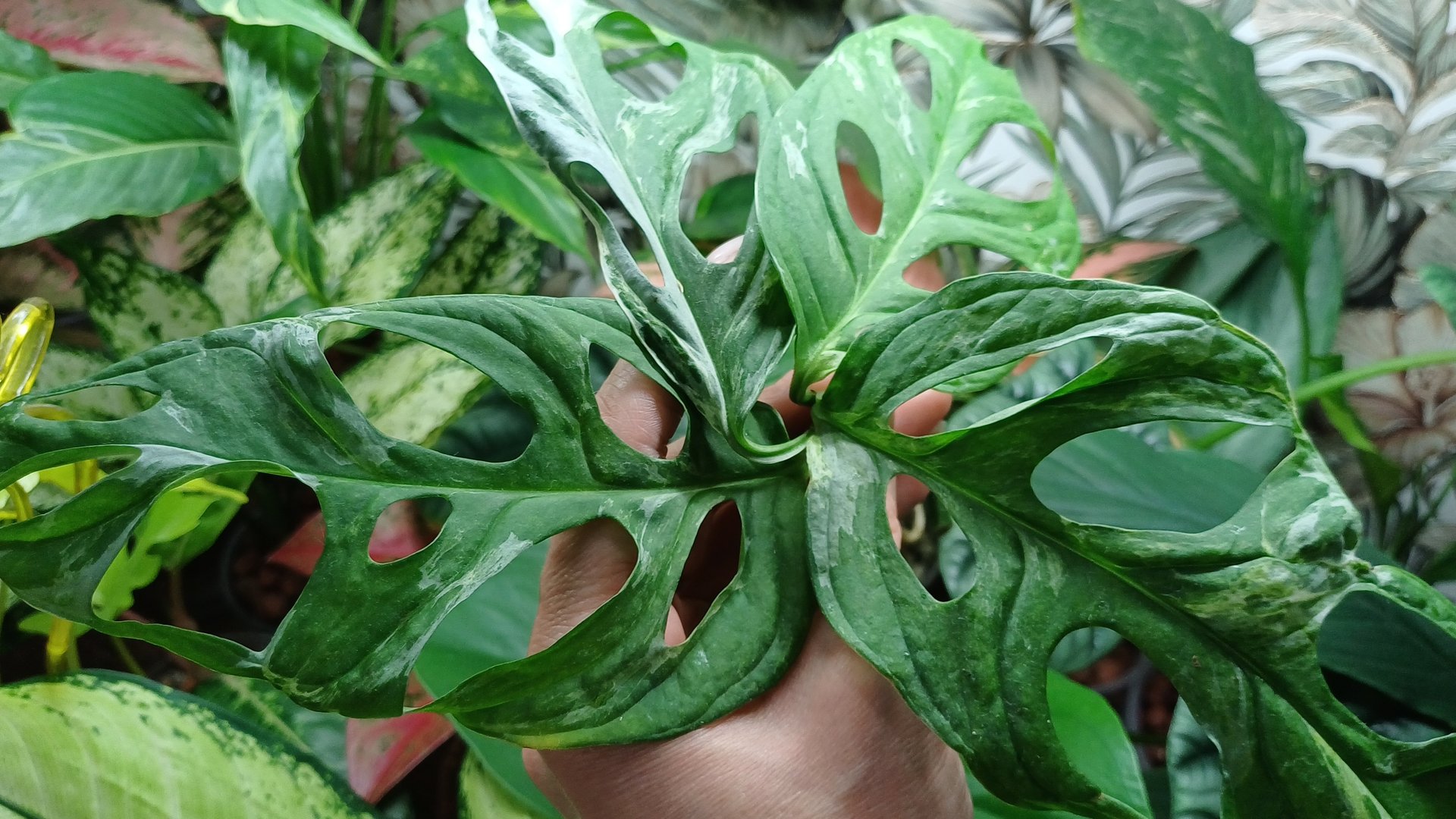 Комнатные растения🌿☀️💕 Хорошее настроение😁