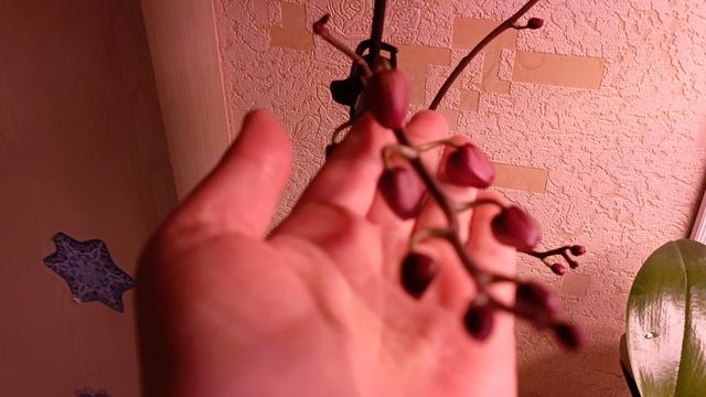 обзор на мои цветы бутоны глоксиний и цветоносы прут как на дрожжах 🤗🌺🌺 смотреть онлайн