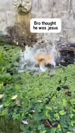 Приколы с котами часть 6