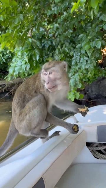 Кормим обезьянок смотреть онлайн