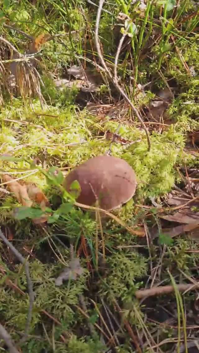 приметы ГРИБНИКА. подсказки от природы, КАК НАЙТИ ГРИБЫ. смотреть онлайн