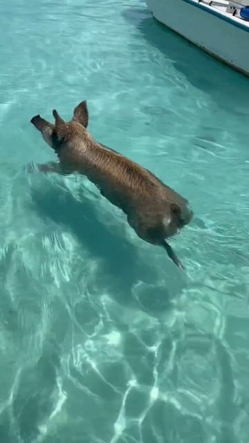 Свинка решила искупаться