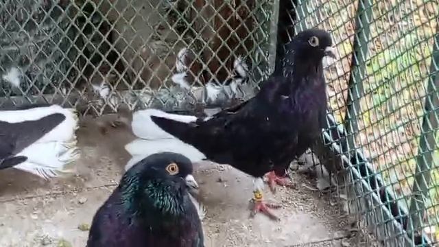 Николаевские голуби.Бабочка Саратов.