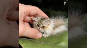 котогусеница