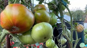 5 УРОЖАЙНЫХ, вкусных и сладких ТОМАТОВ!