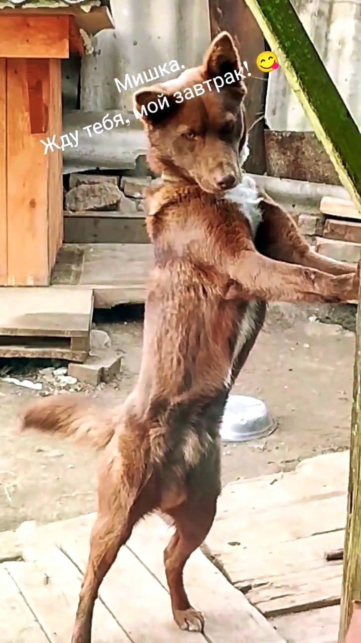Я жду тебя, мой завтрак! Мишкино утро! #собака #dog смотреть онлайн