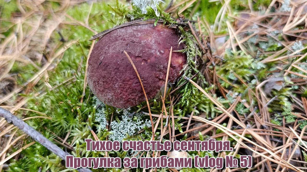 Тихое счастье сентября. Прогулка за грибами (vlog № 5) смотреть онлайн