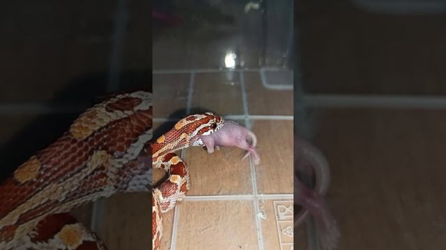 Кормление малыша маисового полоза номер ДВА. Продаётся! 24 октября 2025 г. смотреть онлайн