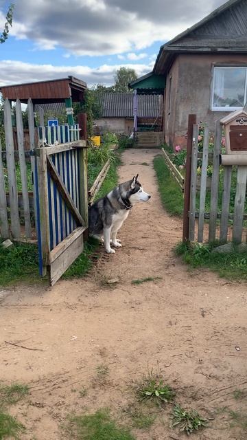 Выход запрещен#хаски #щенок #собака #домашниеживотные #БрюликиЛиска #dog смотреть онлайн