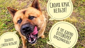 Искали с Псом Кубиком грибы, а нашли мясы. Прогулка по осеннему лесу с грибами