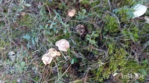 /В лес 🌲за грибами 🍄/отличный выдался день☀/хорошо отдохнули/наши трофеи/