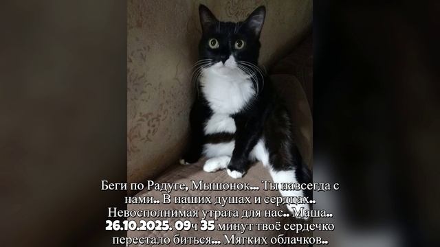 моя маша. Беги по Радуге, Мышонок... смотреть онлайн