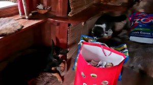 Собачья радость, очередной разгром и большая распаковка