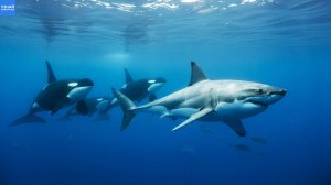 Топ познавательных фактов о морских животных