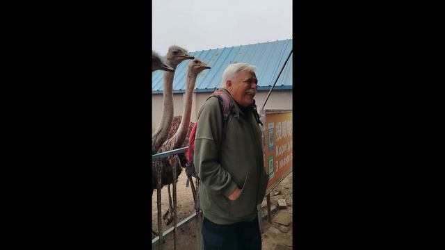 Страусы атакуют