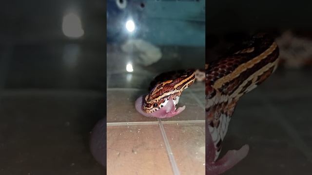Кормление малыша маисового полоза номер ОДИН. Продаётся! 24 октября 2025 г. смотреть онлайн