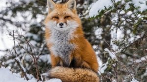 установка капканов на лису, с живой мышей.....mp4